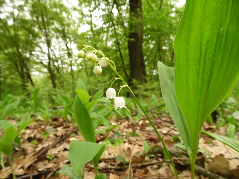 Parco del Ticino 26.4.13